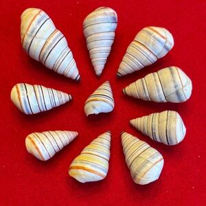 Elegant Striped Candy Cane Snail Shells Home Accent Set of 10